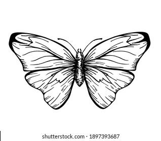 Mariposa con vista superior de alas abiertas, el dibujo simétrico gráfico. Logo dibujado a mano con tinta negra lineal a mano en lápiz de estilo de diseño de garrapatas retro de arte sobre papel. Grabado, tinta, arte de línea, vector