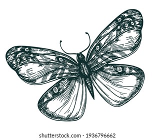 Butterfly with open wings top view, the symmetrical drawing, graphics sketch vector black and white drawing. Butterfly sketch. Flying insects.