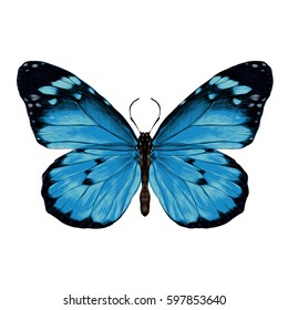 butterfly with open wings top view, the symmetrical drawing, graphics, sketch, vector, color illustration, blue wings with a black pattern on the edges