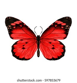 butterfly with open wings top view, the symmetrical drawing, graphics, sketch, vector, color image, red wings with black pattern on the edges