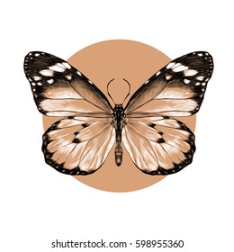 butterfly with open wings top view, the symmetrical drawing, graphics sketch vector black and white pattern on a beige background circle