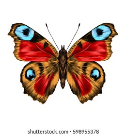 butterfly with open wings top view, the symmetrical drawing, graphics, sketch, vector, color image, wings of red, yellow and blue colors