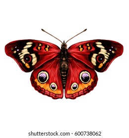 butterfly with open wings top view of symmetry, sketch the graph of vector color drawing butterfly with red wings