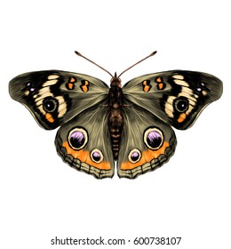 butterfly with open wings top view of symmetry, sketch the graph of vector color drawing butterfly with brown wings