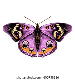 butterfly with open wings top view of symmetry, sketch the graph of vector color drawing butterfly with pink wings