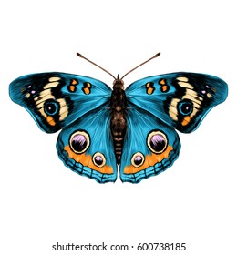 mariposa con alas abiertas vista superior de simetría, esbozar el gráfico de dibujo de color vectorial mariposa con alas azules