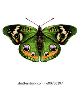 butterfly with open wings top view of symmetry, sketch the graph of vector color drawing butterfly with green wings