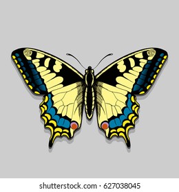 Butterfly with open wings.Color butterfly, isolated on white background. Butterflies design.