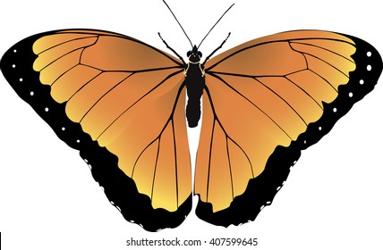 butterfly orange