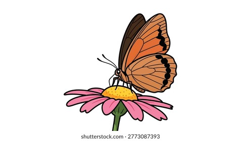 Butterfly with orange wings on flower