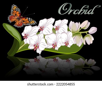 Butterfly and orchid with reflection.Vector illustration with a butterfly and a blooming orchid with reflection on a black background.