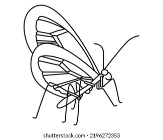 Butterfly. Outline drawing. Vector. Graphics. 