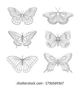 Butterfly. Butterfly Outline Vector Illustration Set. 