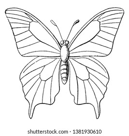 Butterfly Outline in which labeling the different parts of the wings, vintage line drawing or engraving illustration.
