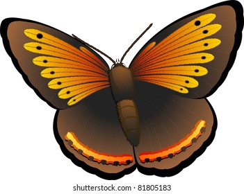 Butterfly over white