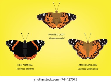 Butterfly Painted Lady Set Vector Illustration