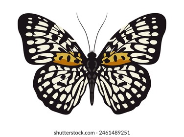 Butterfly Panther. Neurosigma siva, Limenitidinae, Nymphalidae. Hand drawn bright insect.