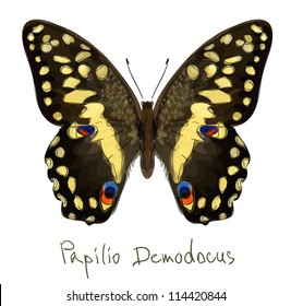 Butterfly Papilio Demodocus. Watercolor imitation. Vector illustration.