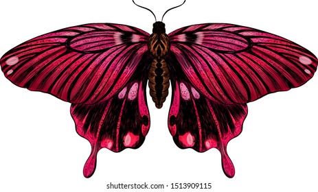 butterfly Papilio maackii crimson black