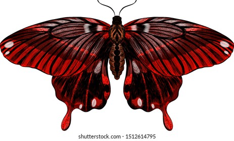 butterfly Papilio maackii red black