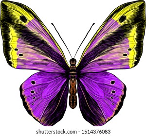 butterfly Papilio morpho purple yellow