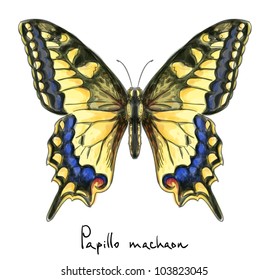 Butterfly Papillo Machaon. Watercolor imitation. Vector illustration.