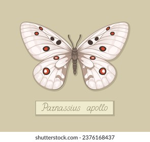 Butterfly parnassius apollo concept. Colorful and bright insect with wings. Beauty and elegance. Biology and wildlife. Cartoon flat vector illustration isolated on beige background