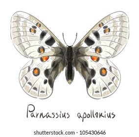 Butterfly Parnassius Apollonius. Watercolor imitation. Vector illustration.