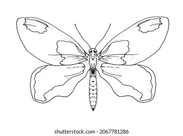 Butterfly pattern. Hand-drawn butterfly sketch top view with specks, isolated black outline on a white background. Insect with wings summer