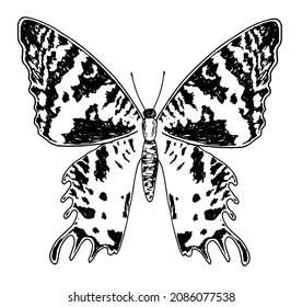 Butterfly pattern. a hand-drawn sketch of a butterfly, top view with dots and spots, isolated black outline, on white. summer insect graphics