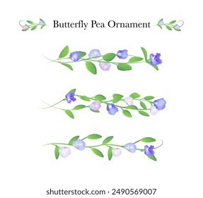 butterfly pea and branch ornamental isolated on white background
