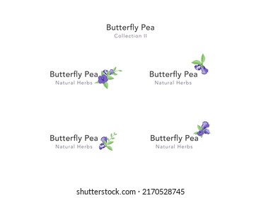 Butterfly pea floral ornament vector collection 02