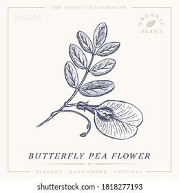 Butterfly pea flower botanical vintage retro illustration