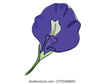 Butterfly pea flower in continuous line drawing