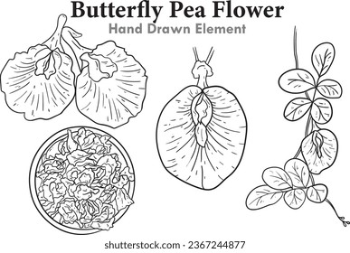 Butterfly Pea Flower hand drawn element with several leaf models, collection of flower petals, detailed flower sketch