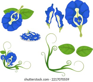 Butterfly pea Flower tea vector illustration