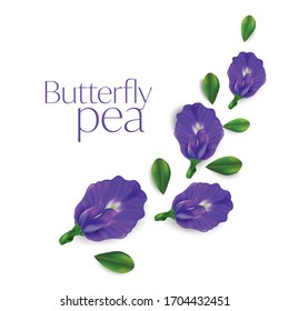 Butterfly pea flower vector illustration on white background , Clitoria ternatea