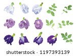 Butterfly pea flowers in blue, white, purple color and leaf on background. Vector set of blooming floral for wedding invitations and greeting card design.
