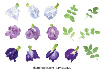 Butterfly pea flowers in blue, white, purple color and leaf on background. Vector set of blooming floral for wedding invitations and greeting card design.