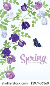 Butterfly pea flowers in blue, white, purple color and leaf on background. Vector set of blooming floral for wedding invitations and greeting card design.