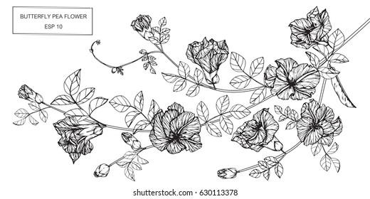 Butterfly pea flowers drawing and sketch with line-art on white backgrounds.