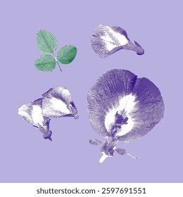 Butterfly pea illustration, halftone vector line drawing on purple background.