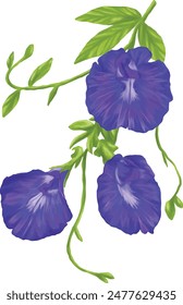 Butterfly pea tea flower pattern illustration