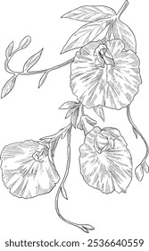 Butterfly pea tea flower sketch illustration
