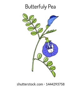 Butterfly pea (сlitoria ternatea), or bluebellvine, medicinal plant. Hand drawn botanical vector illustration