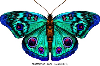 butterfly peacock eye green pink blue turquoise fabulous barcode beautiful vector illustration