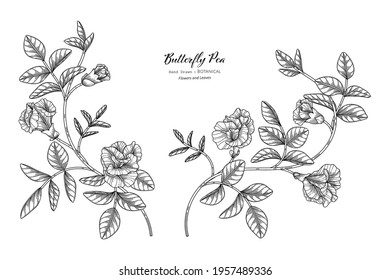 Butterfly peas flower and leaf hand drawn botanical illustration with line art.