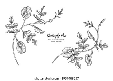 Butterfly peas flower and leaf hand drawn botanical illustration with line art.