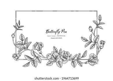 Butterfly peas flower and leaf hand drawn botanical illustration with line art.
