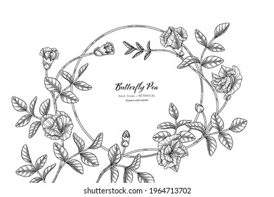 Butterfly peas flower and leaf hand drawn botanical illustration with line art.
